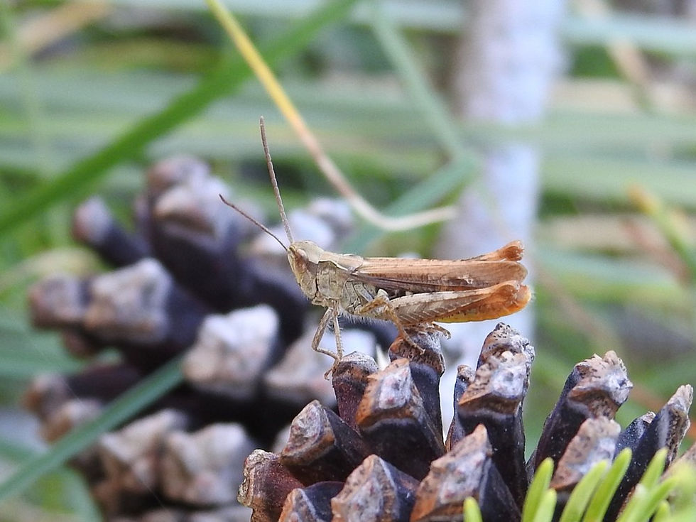 C. jutlandica (male)