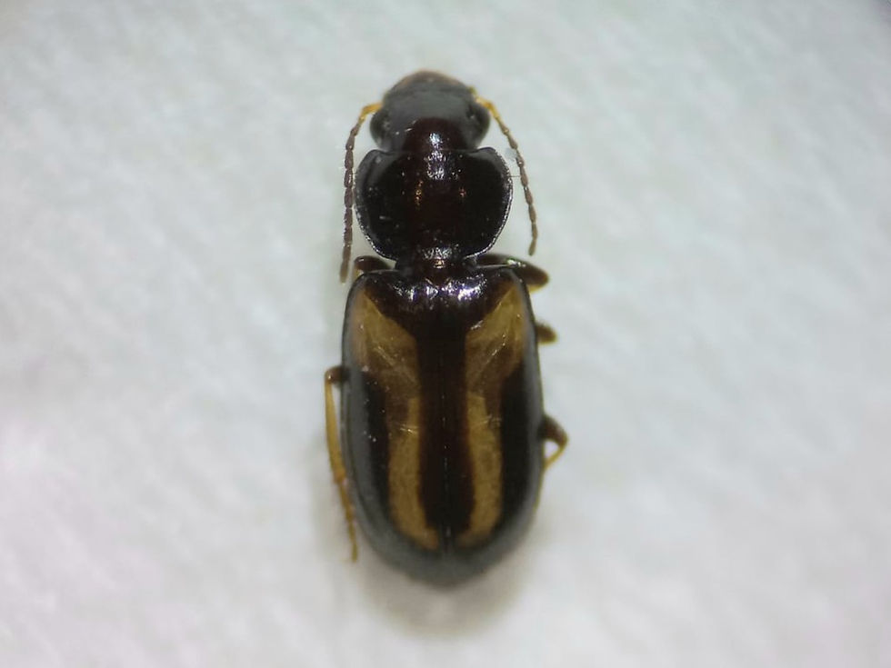 Amblystomus orpheus