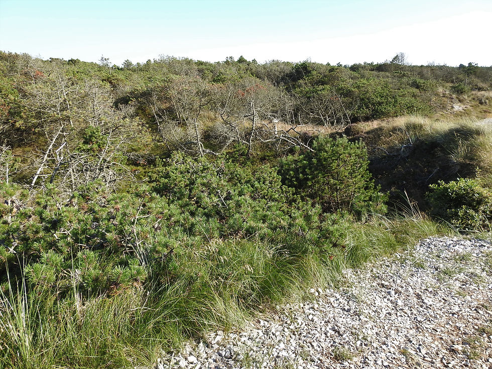 Habitat C. jutlandica