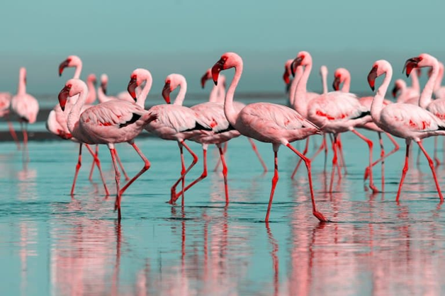 International Flamingo Day, April 26: A few Facts