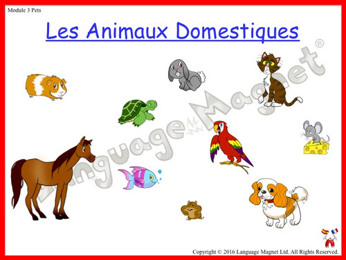 French Pets | languagemagnet