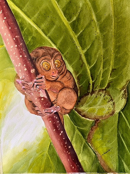 Shetty-Tarsier.jpeg