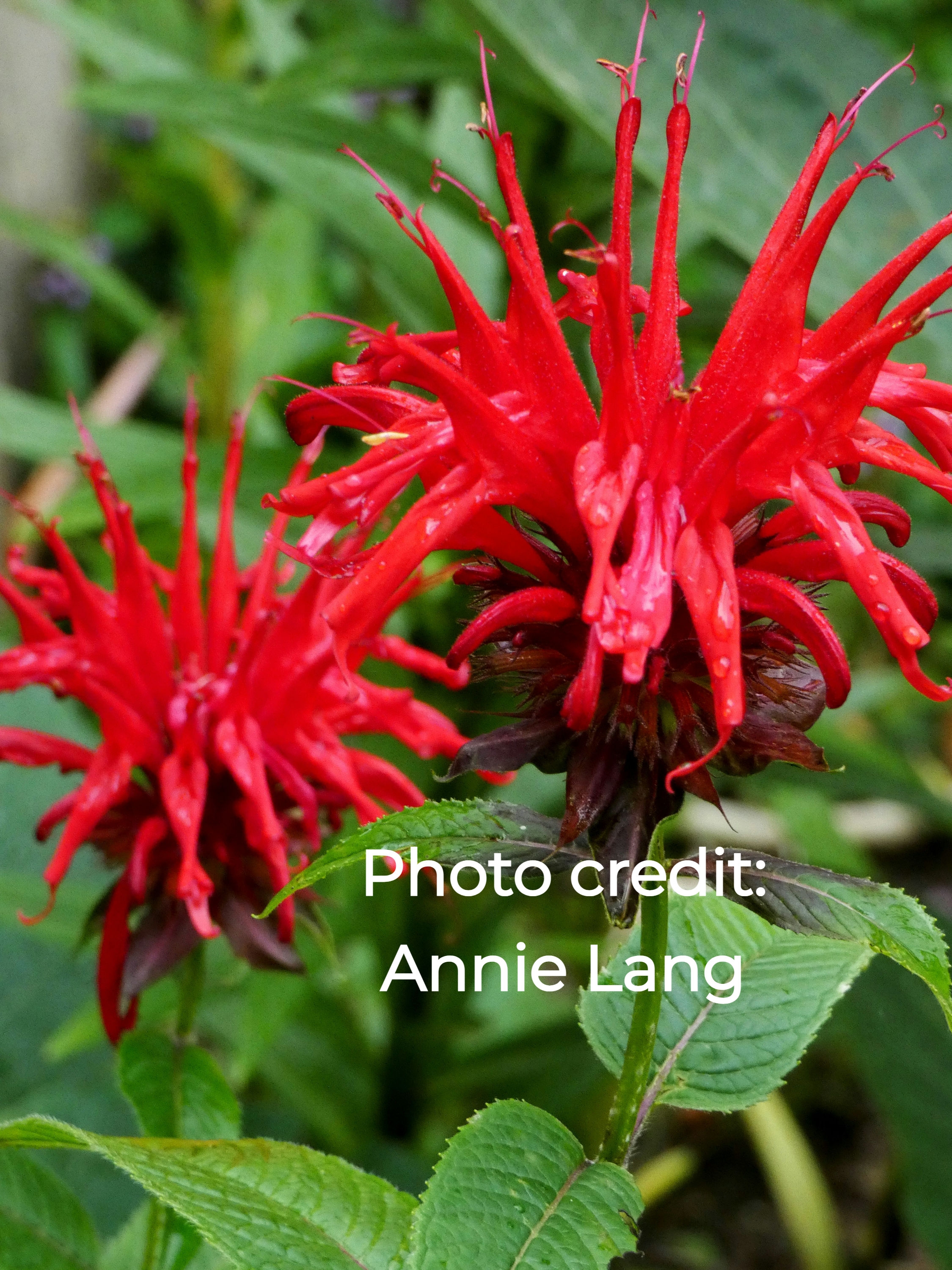 Monarda didyma (Bee Balm) Panorama Mix