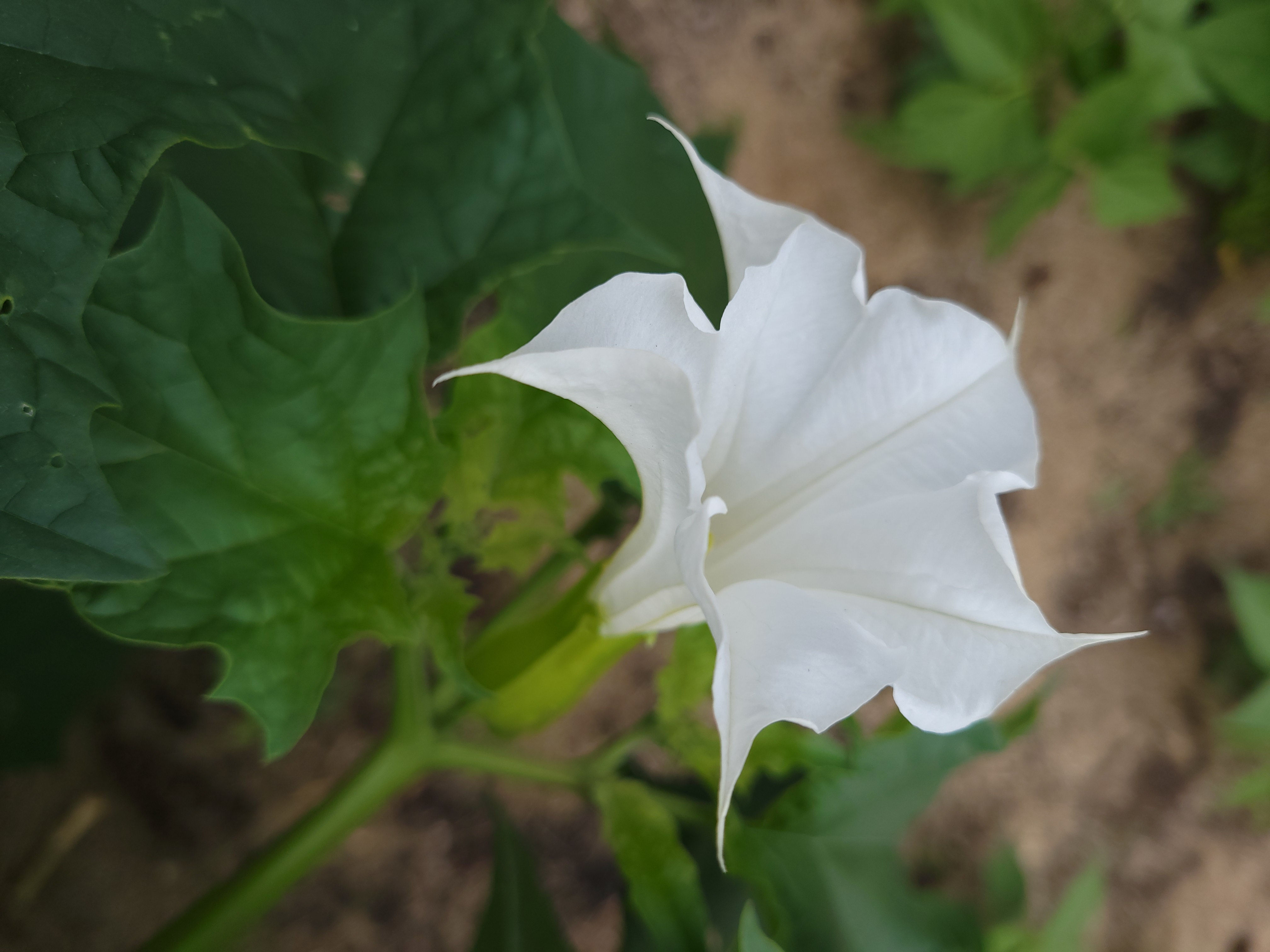 Datura