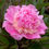 Thumbnail: Paeonia Lactiflora - Sorbet