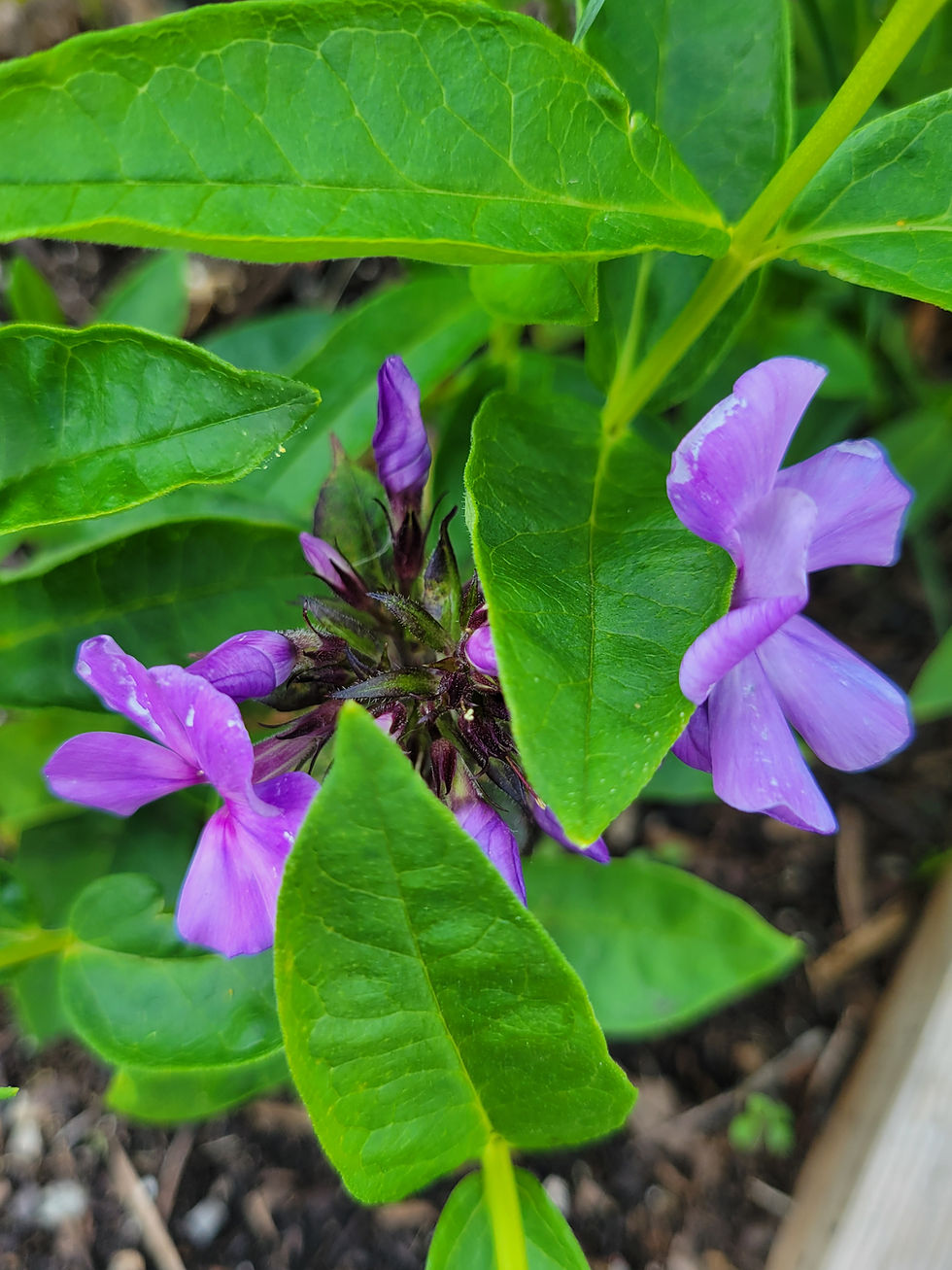 Thumbnail: Phlox - Blue Paradise