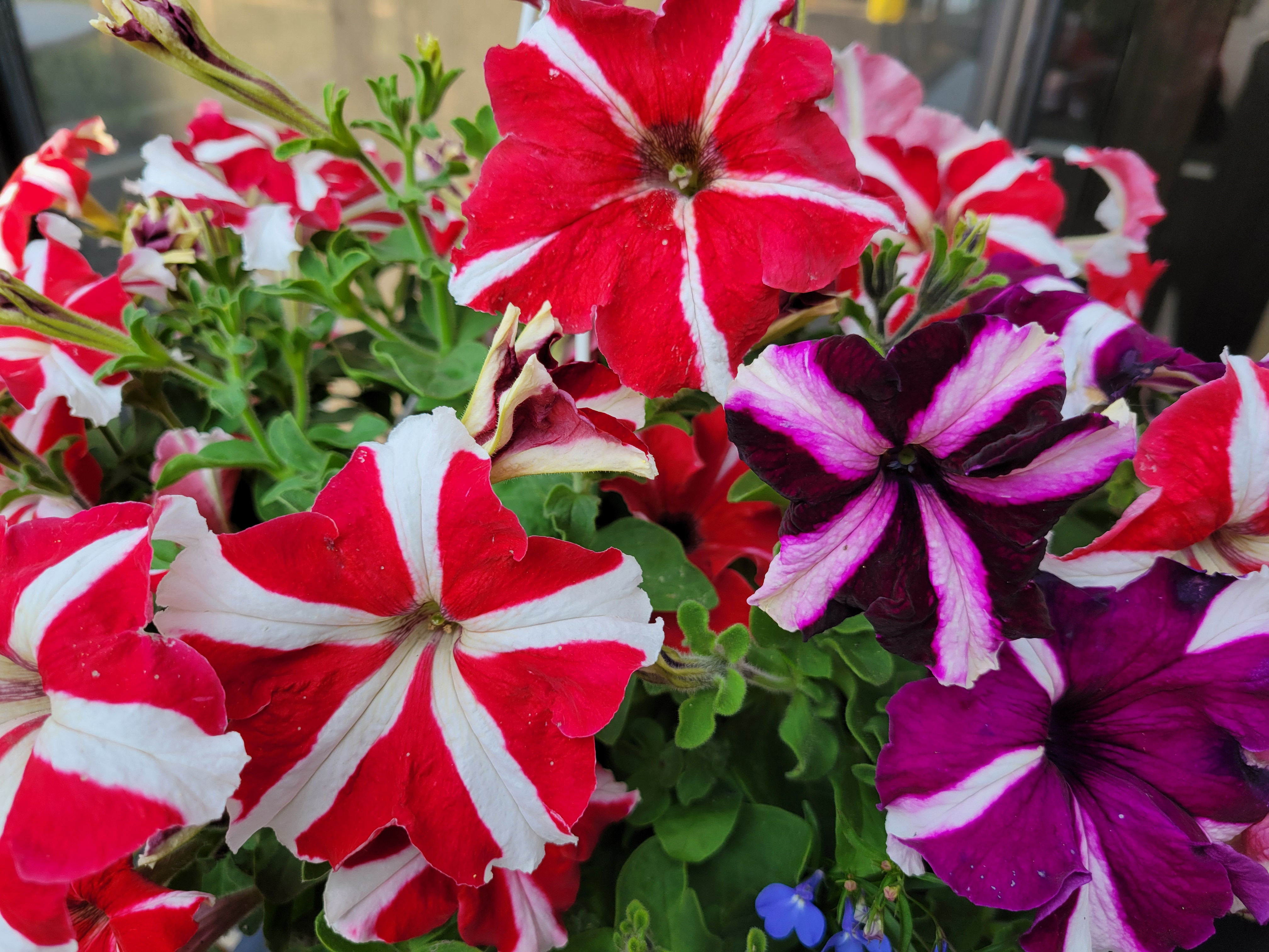 Petunia Tritunia Star Mix