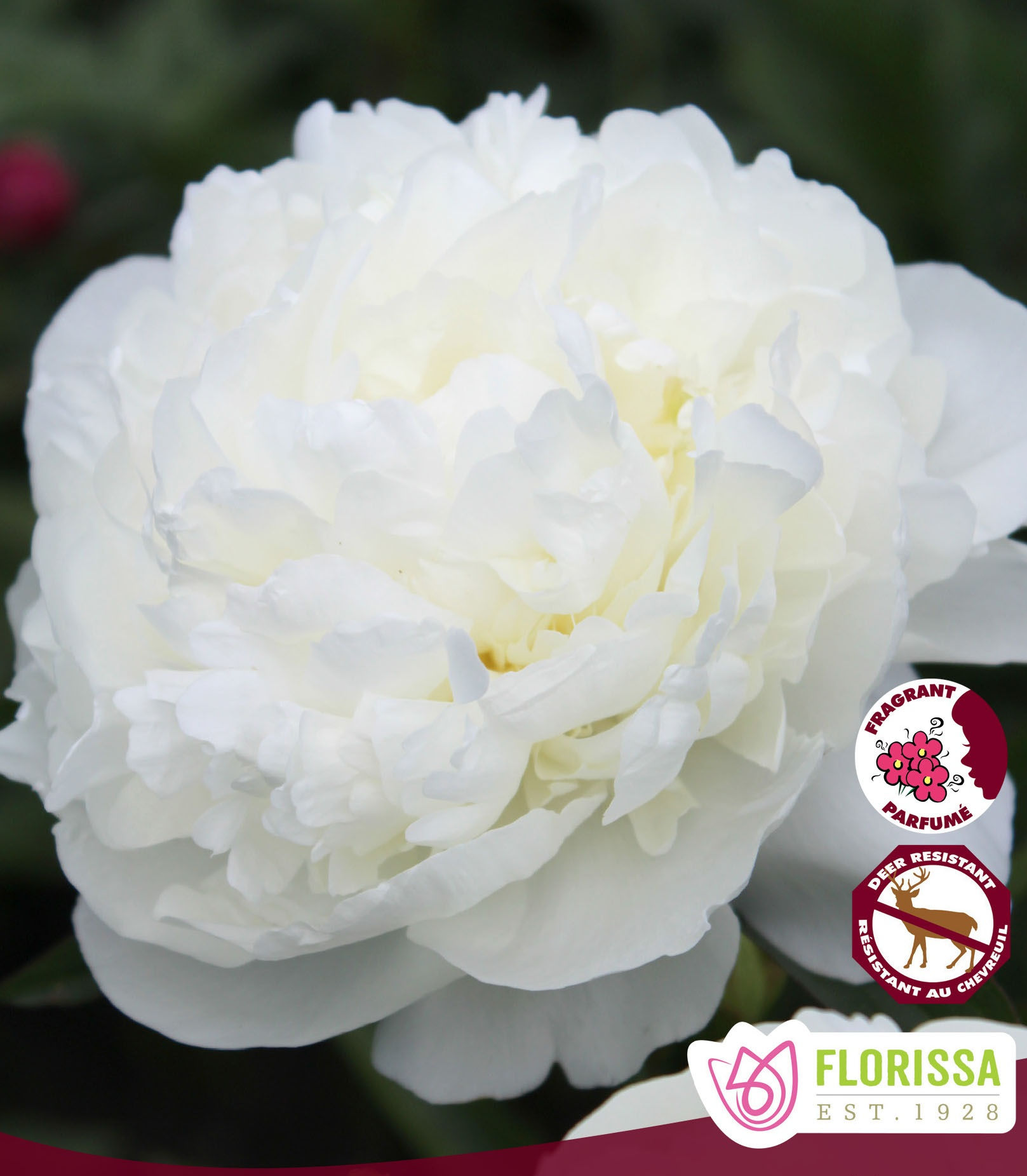 Paeonia Lactiflora - Duchesse de Nemours