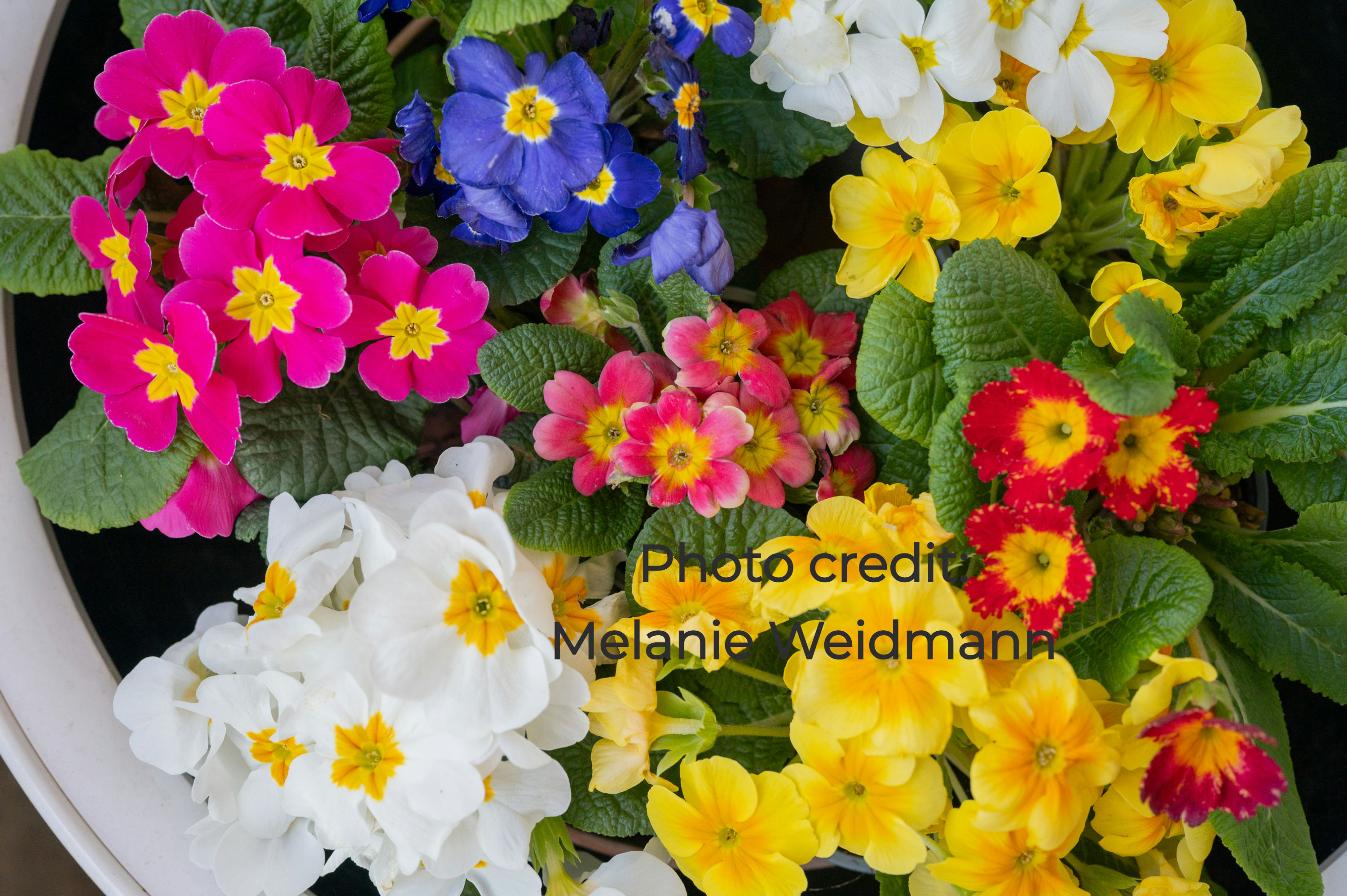 Primrose - Wanda Mixed Colours