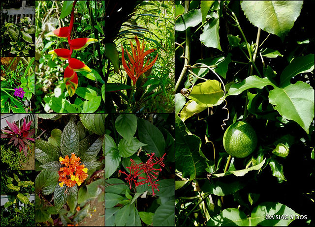 Jardin House Family 3