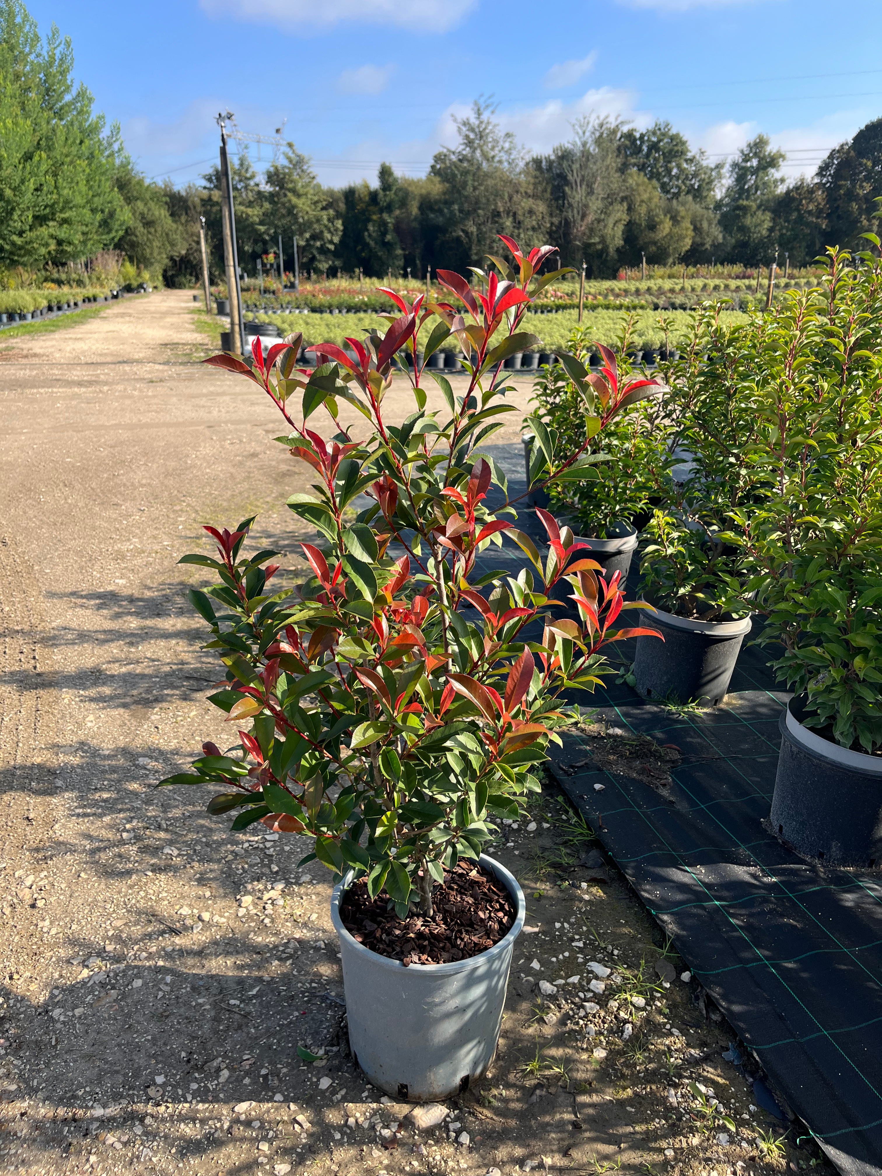 Photinia x fraserii "Carre Rouge" 80/100cm - Vaso 10L