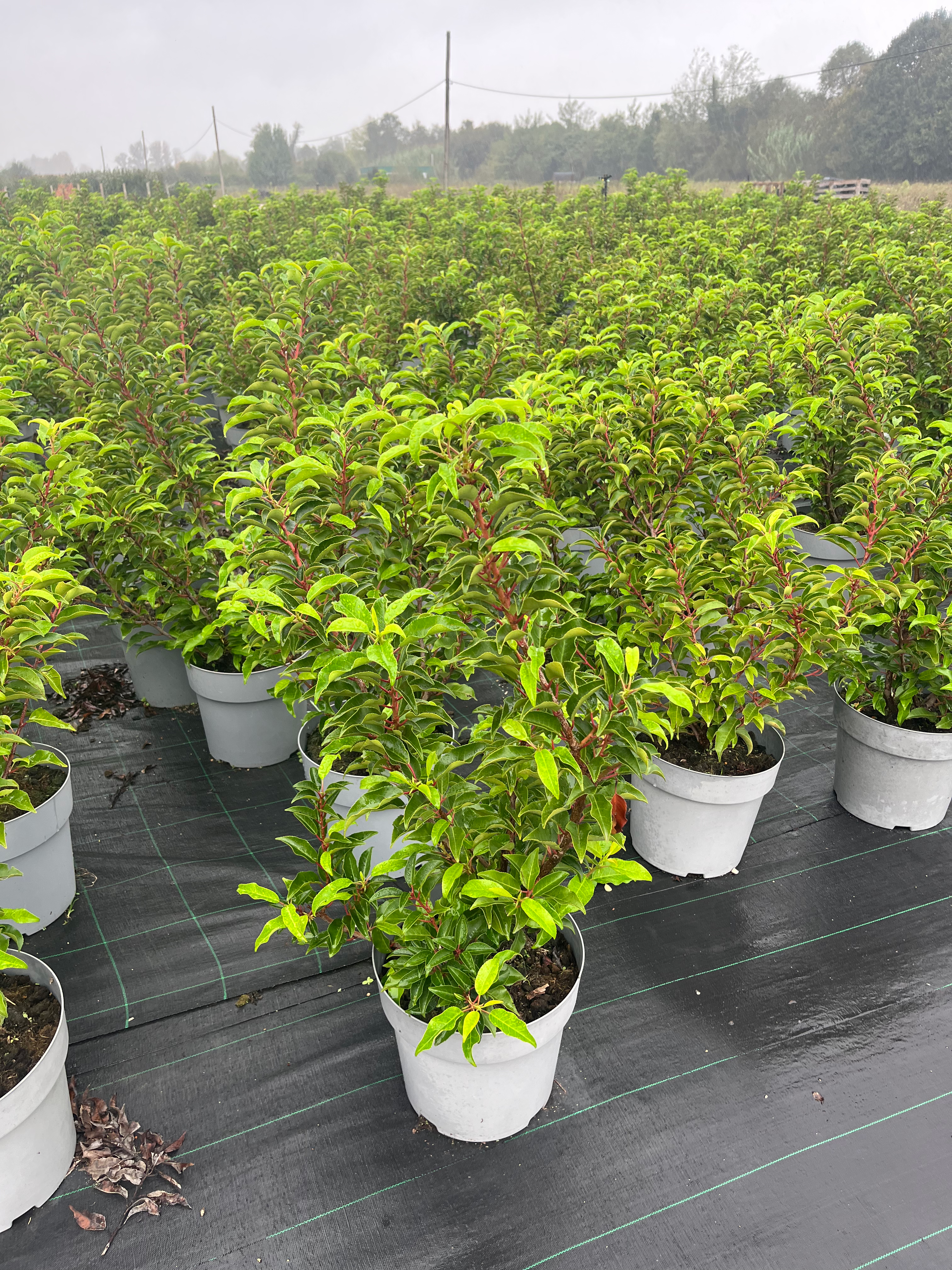 Prunus lusitanica "Brenelia" 80/100cm - Vaso 10L