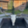 schaedel-hoerner-horns-bones-knochen-hochlandrind.jpg