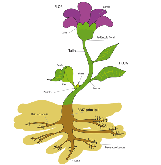organs de las plantas