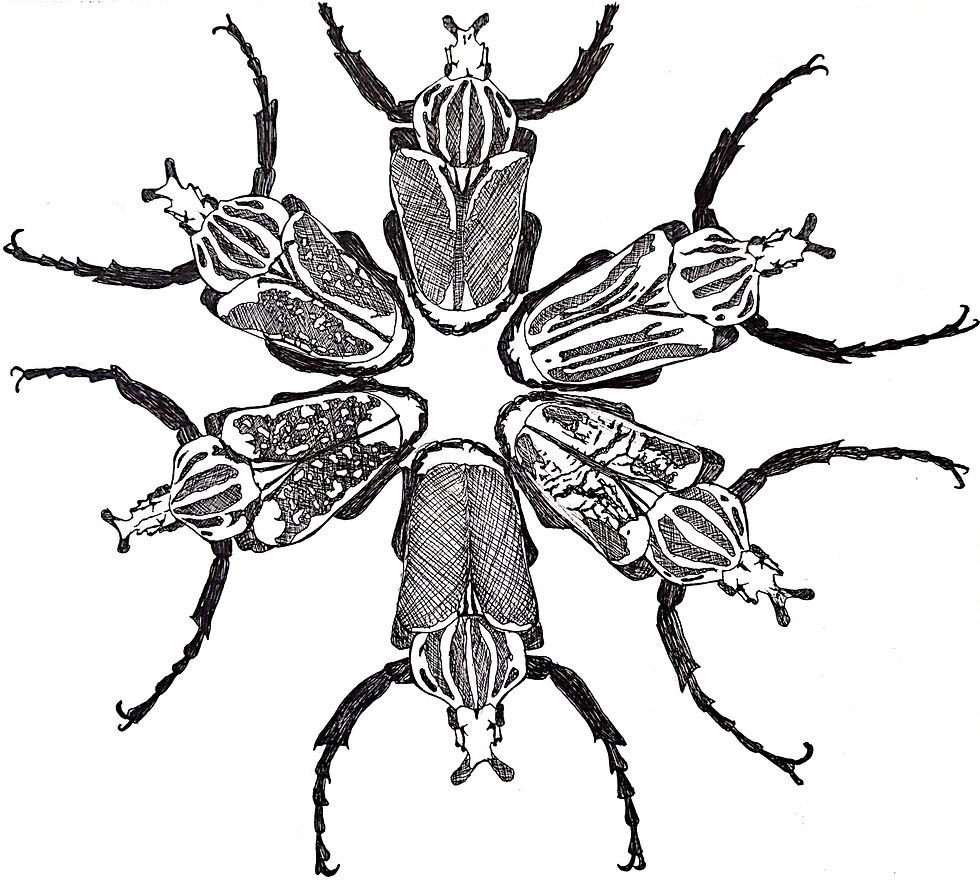 A black and white drawing of six goliath beetles arranged in a circle with their heads facing outwards