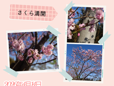 桜が咲いた！