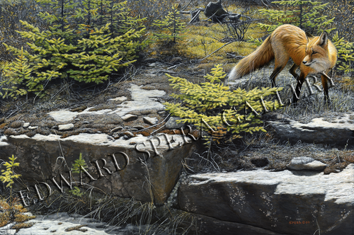 Fox On The Rocks - Red Fox | Mysite