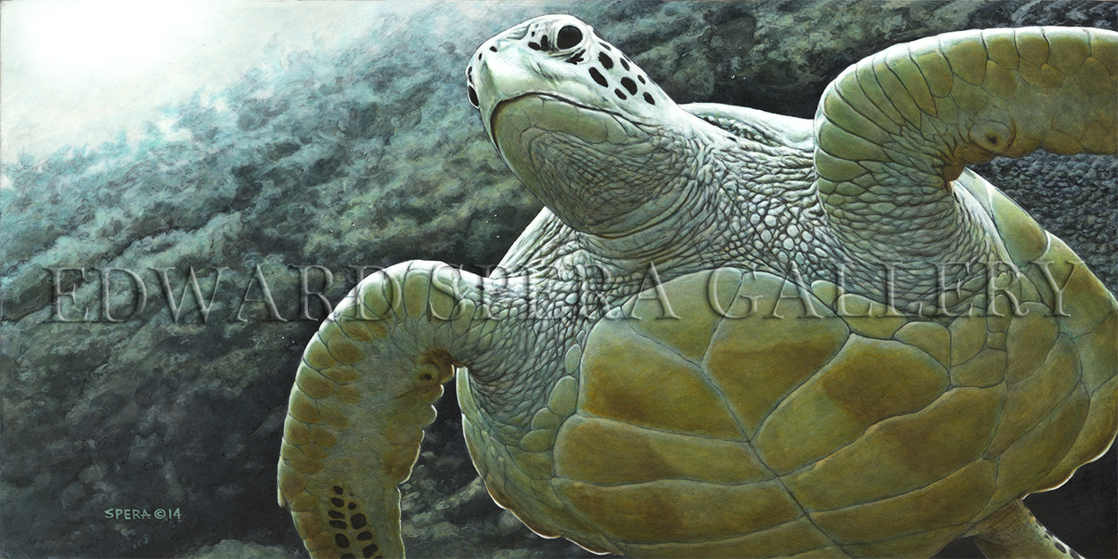 Rising To The Surface - Green Sea Turtle