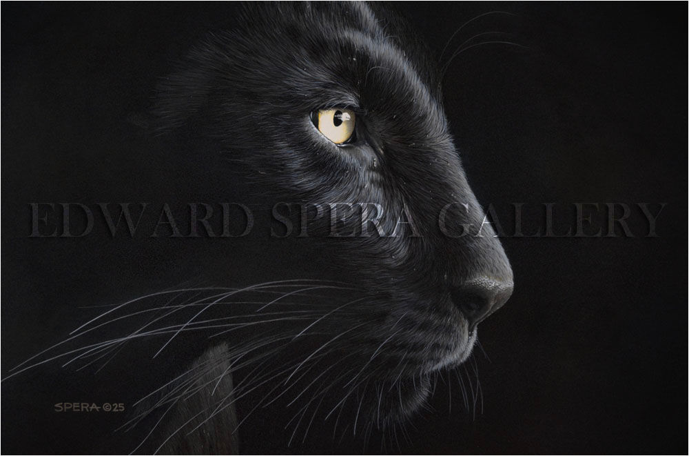 Edge of Darkness - Black Panther (Close Up)