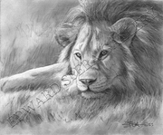 FSO_Kenya_2023_3_Lion.tif