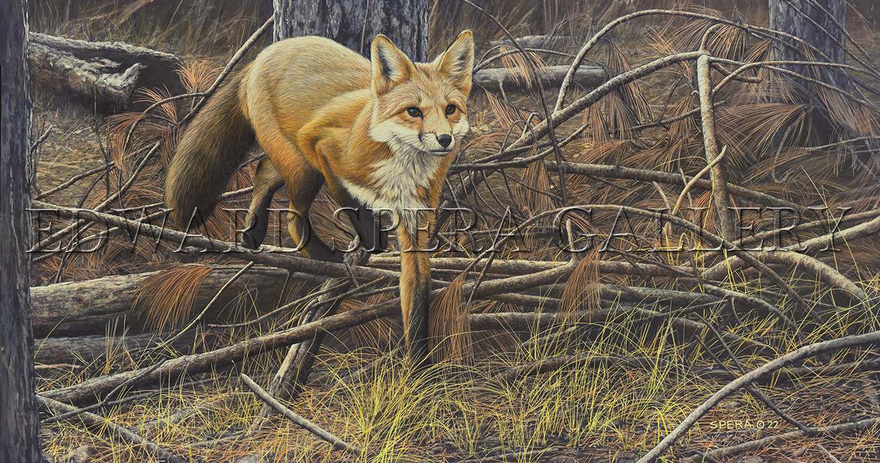 Silent Forest - Red Fox