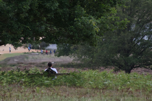 Back of person on bench under trees