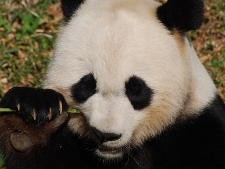 Exploring Panda Habitats In Biodiverse Region Of Sichuan 