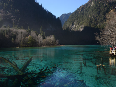 Sichuan panda tour