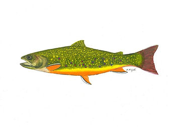 Brook Trout