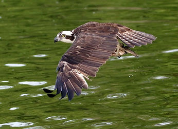 Osprey on the James