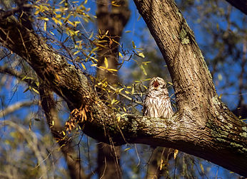Yawning Barn Owl