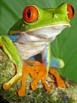 3 Red Eyed Frog Sorrells.jpg