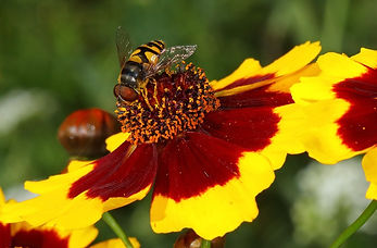 Hover Fly