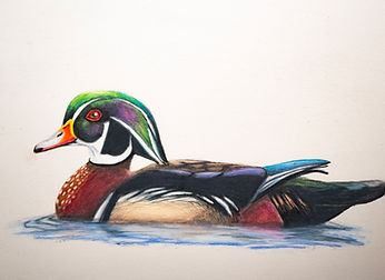 Wood Duck Drake
