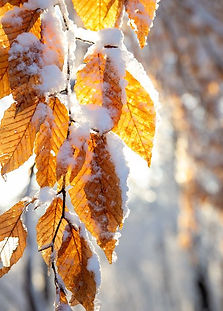 Ice on Leaves