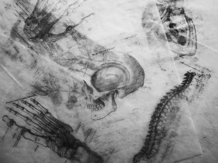 Skull Sketches
