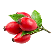 rosa mosqueta fruta.png