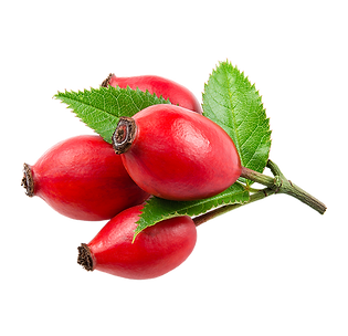 rosa mosqueta fruta.png