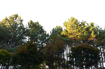 bosque.png