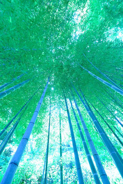 psychedelic bamboo