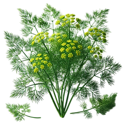 pngtree-dill-green-plant-clipart-png-image_15100580.png