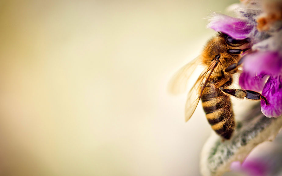 Bee-Wallpaper-009.jpg