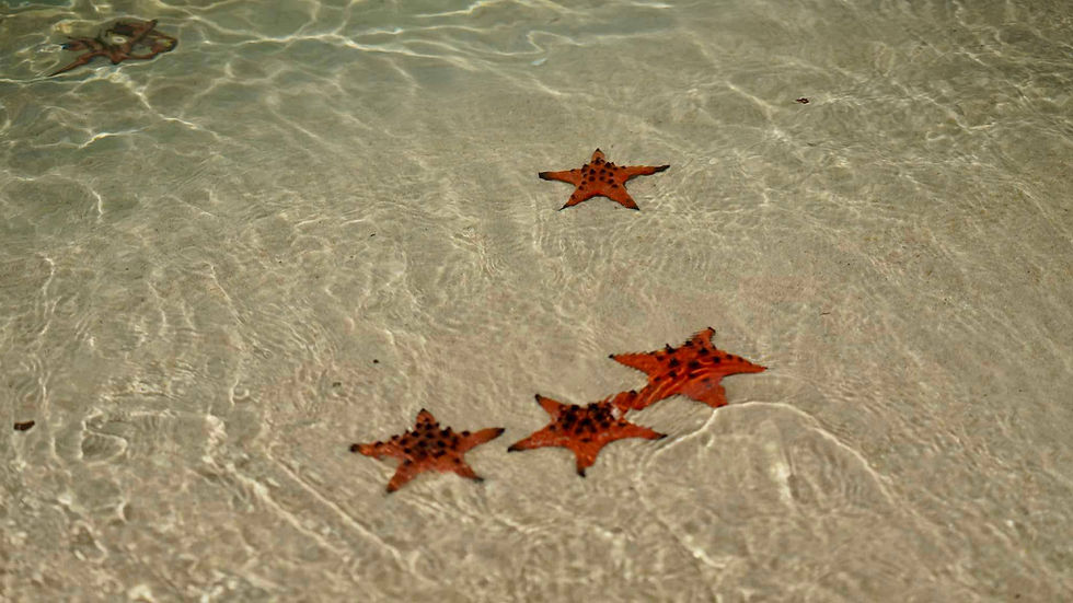 Starfish Beach phu quoc