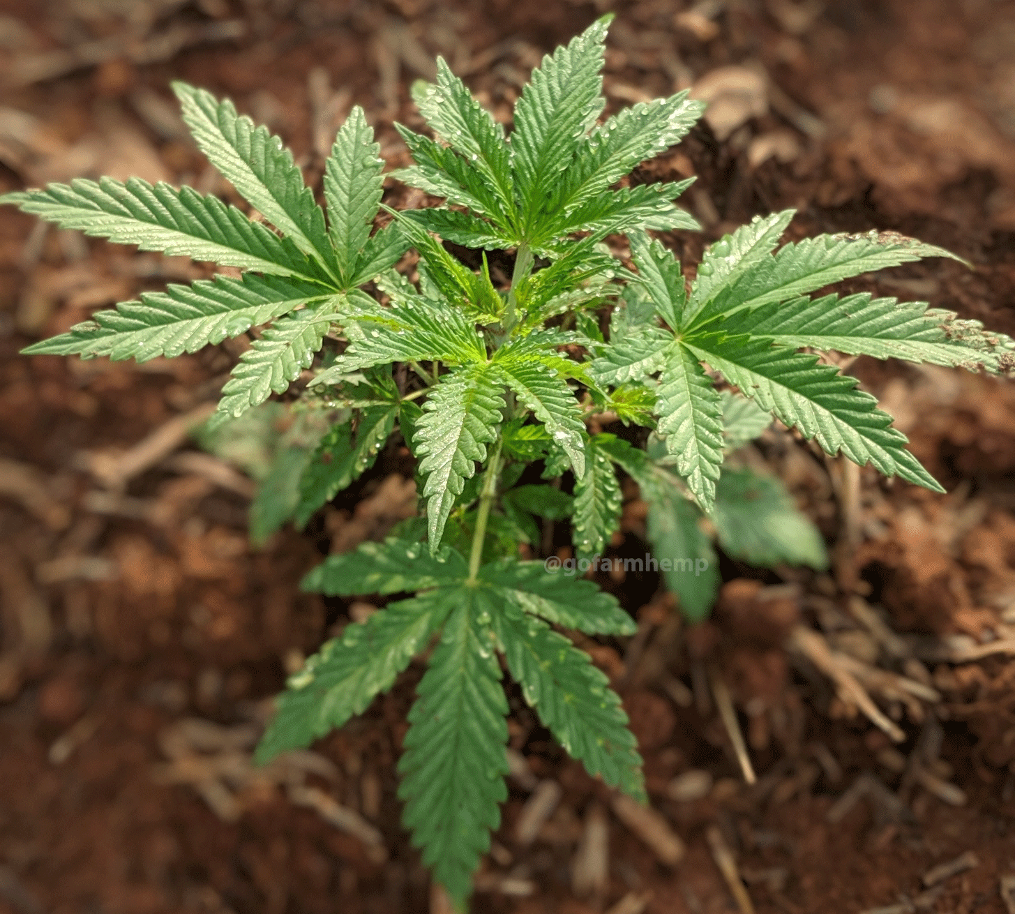 wholeplant-g0farmhemp.gif