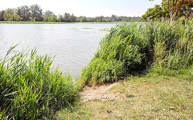 The Big Creek watershed and phragmites therein was a topic at the environmental committee meetng last Thursday night.