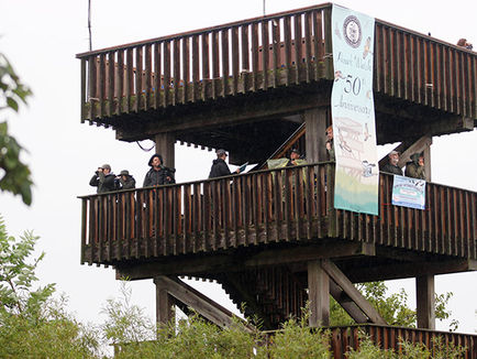 Record number of birds at this year’s Festival of Hawks