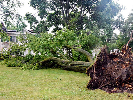 Storm causes damage across area
