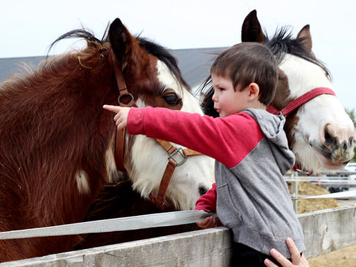Public enjoys visiting Clydesdales