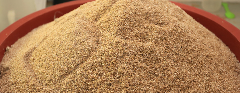 Semillas de ostras pequeñas