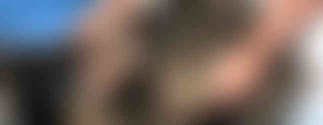 Ostras recién salidas del mar